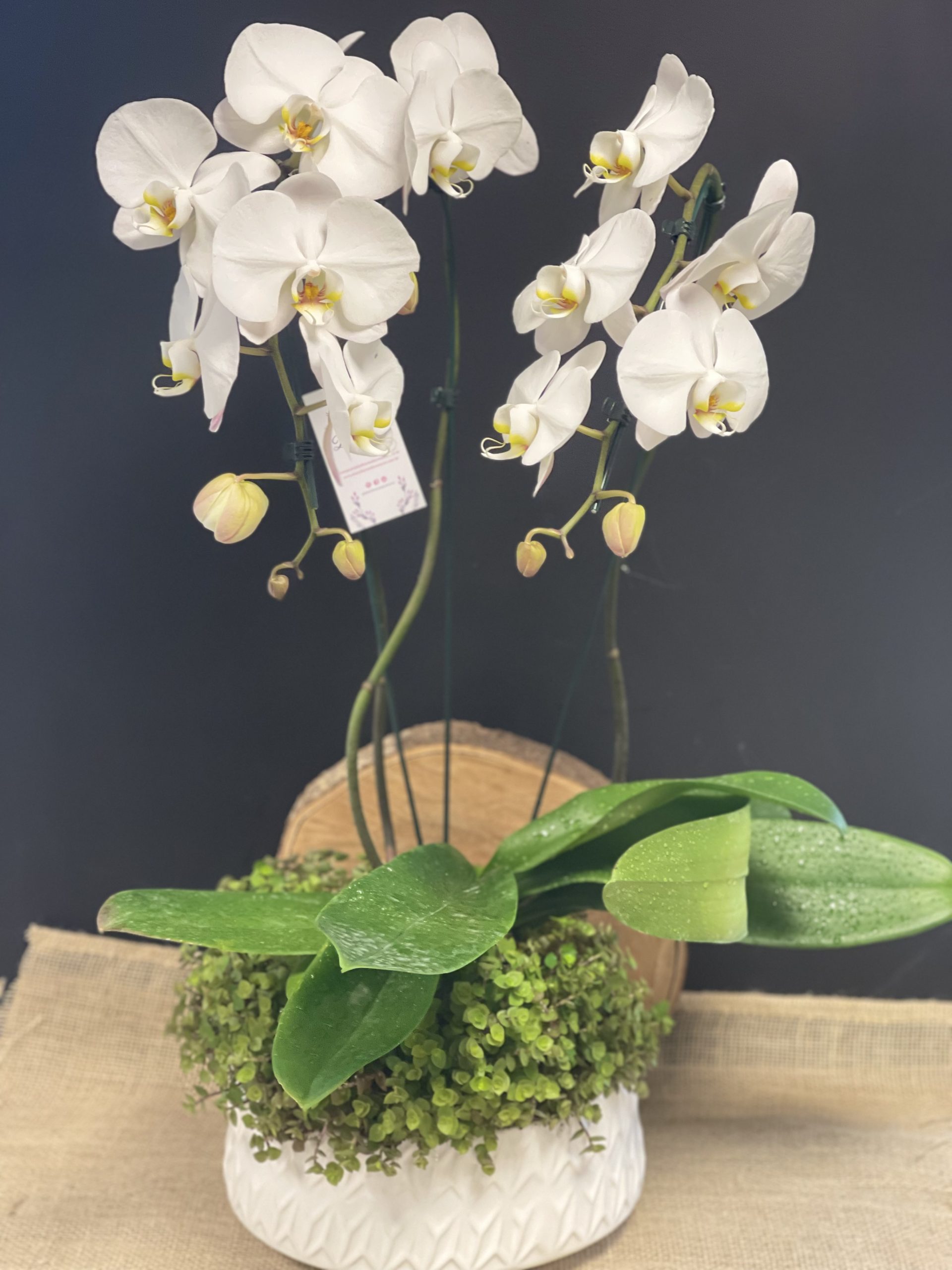 Orquídea cascata com  2 hastes