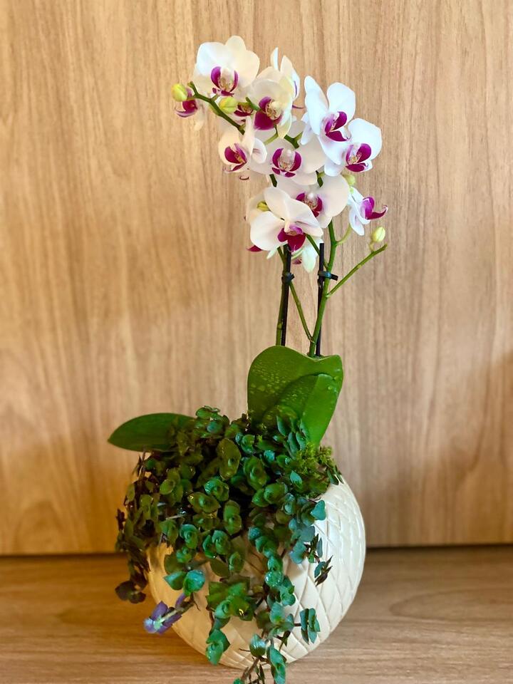 Mini Orquídea solitária