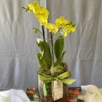 ORQUÍDEA NO CILINDRO