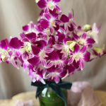 MINI ARRANJO DENPHAL